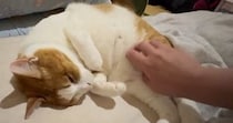 『頭を撫でてほしい猫』→別の場所を撫でられると…あまりにも賢い『まさかの行動』に13万いいね「一生見ていられる」「可愛すぎてにっこり」
