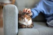 猫が『キライな人』に対して確実にしない行動5選　好感度を見分けるポイントもご紹介