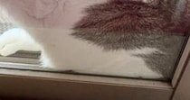ふと窓を見たら、愛猫が『とんでもない状況』に……可愛すぎる『SOSの光景』に３万いいね「凄いところにいるｗ」「ぺちゃんこｗ」と反響