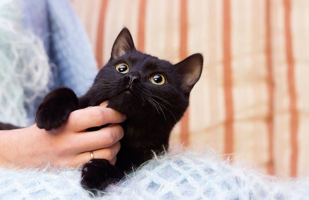 撫でられる黒猫
