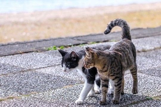 愛猫はスーパー・フレンドリー♡「別宅」7軒をもち、「相棒猫」と近所を遊び回る楽しい毎日