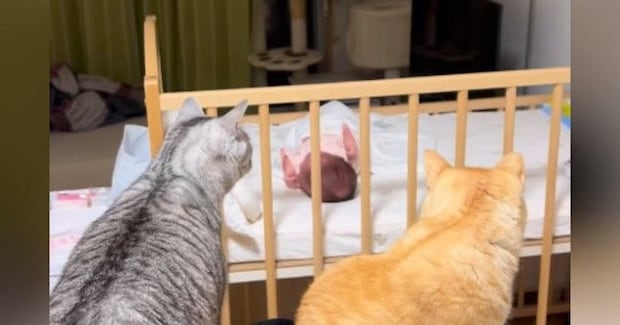 『赤ちゃんが家に来た初日』、遠巻きに見つめていた2匹の猫→現在……尊すぎる光景が47万再生「立派なボディーガードｗ」「優しい見守り隊」