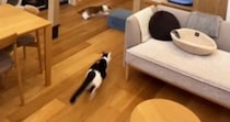 1階に集まっていた猫たち→『インターホンの音』が聞こえると…驚きの瞬間が146万再生「電車の中で吹いてしまった」「大パニックｗ」