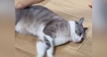 フローリングの上で『くるくる回される猫』→あまりにも無抵抗で…シュールすぎる光景に１万いいね「ワイパーだ」「新感覚の遊び方ｗ」