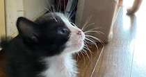 目をまん丸にして『見上げる子猫』→視線の先にいたのは……可愛すぎる瞬間に２万いいね「ムチムチとパヤパヤの共演」「怪獣だねｗ」と反響