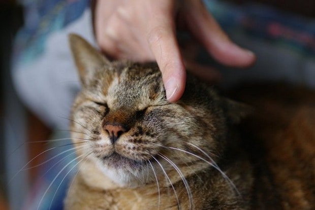 猫をなでる手