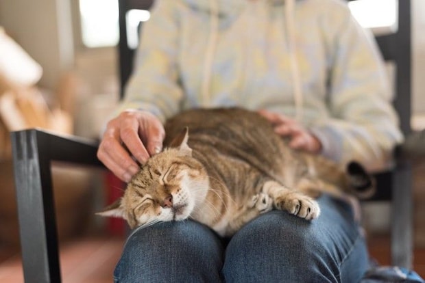 膝で眠る猫