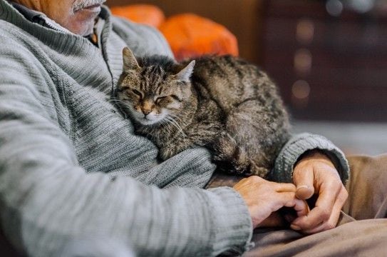 愛猫と過ごせる最期の時間『エンジェルタイム』とは？後悔のないお別れをするためにできることも