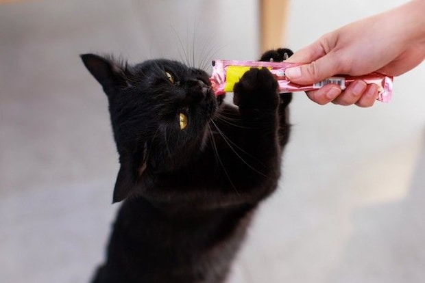オヤツをもらう猫