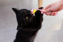 猫を『甘やかし続ける』と起こるリスク5つ　健康に与える悪影響から適切な接し方まで