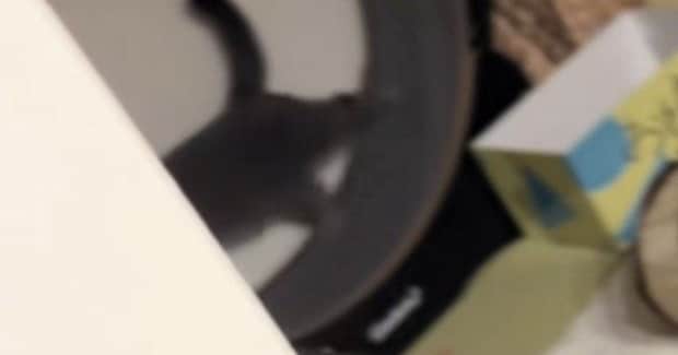 早朝から『キャットホイールを回し始める猫』→見られていることに気づくと…笑ってしまう反応に反響「表情がたまらなく可愛い」「み、みてたな」