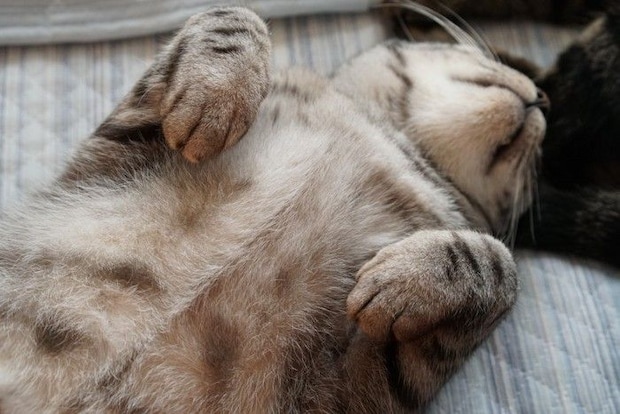 お腹を見せて寝ている猫