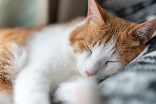 猫の『寝相が変化した』ときに考えられる理由3つ　放置しても大丈夫？注意すべきケースも解説