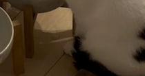 飼い主お気に入りの『コースター』を運んできた猫…笑ってしまう『遊びの様子』に１万いいね「トドメを刺してる」「自分以外の水玉は許すまじ」