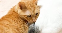 仲良くくっつきながら寝る２匹の猫→おしりに顔を乗っけて…微笑ましい光景に癒される人が続出「気持ちよさに気づいちゃったｗ」「幸せ風景ｗ」