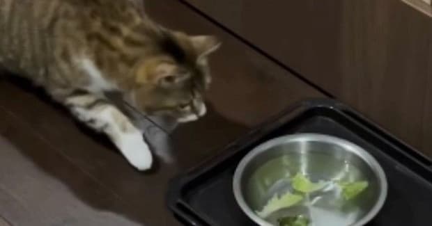 猫は『レタスを浮かべると水を飲んでくれる？』→挑戦してみた結果…想定外のリアクションが109万再生「可愛すぎるｗ」「癒されたｗ」と話題