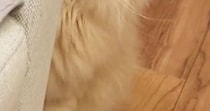 病院に連れて行かれた猫→家に帰ってきたら……完全に『信用を失った瞬間』に６万いいね「よっぽど怖かったのねｗ」「気持ちが伝わってくるｗ」