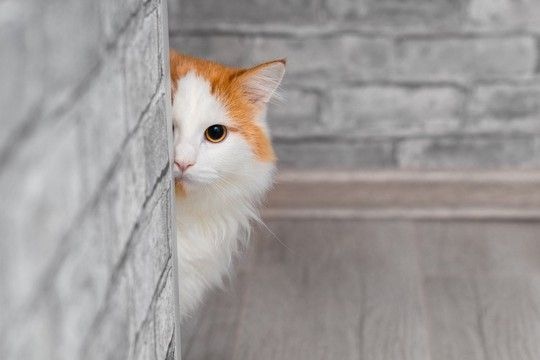 猫があなたを『覗き見』しているときの理由4選　物陰から覗く心理や見られているときの対処法まで