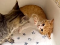 仲間と出会った保護子猫→みんなで遊ばせようとしたら…ずっと見ていたくなる『はじめましての光景』に反響「馴染んでる」「仲良くなれそう」