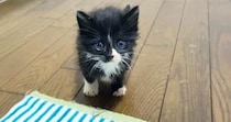 1匹だけ起きていた『甘えん坊の保護子猫』→抱っこしたら…5秒後の『まさかの展開』に癒される人が続出「安心したのかな」「可愛すぎるｗ」