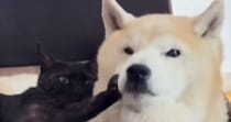 くっついて寝ていた『黒猫と柴犬』→柴犬が離れようとした結果…まさかの光景が64万再生「呆れてもうてるｗ」「愛が重いｗ」と爆笑の声