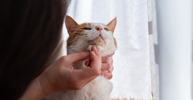 顎を拭かれる猫