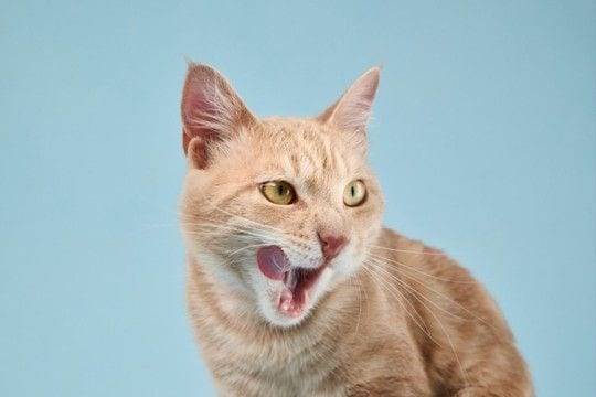 猫が口の周りを『やけに舐めている』ときの理由4つ　病気の可能性から対処法まで解説