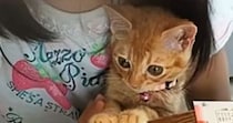 仲良しな『小学生の女の子と保護子猫』→９年後…立派に成長した『ふたりの様子』に涙が出ると106万再生「もう姉妹でしょ」「本当に感動」