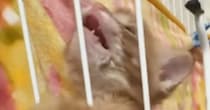 『あけてー』と訴えるように『全力でアピールする子猫』→すぐ横を見ると…まさかの光景に「吹いたｗ」「一生懸命すぎてｗｗ」と爆笑の声続出