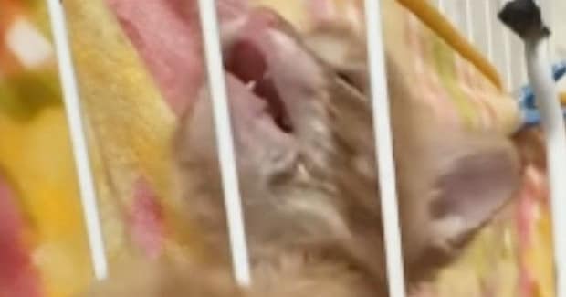 『あけてー』と訴えるように『全力でアピールする子猫』→すぐ横を見ると…まさかの光景に「吹いたｗ」「一生懸命すぎてｗｗ」と爆笑の声続出