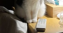 動物病院から帰ってきた猫→『暗い室内』で……まさかの瞬間に「めちゃめちゃ表情に出てるｗ」「ライトの当たり具合ｗ」と爆笑する人が続出