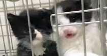 ケージの中にいる子猫たち→ごはんの時間が近づくと…ニヤニヤが止まらない『猛アピールの様子』に「出せ出せ感が凄いｗ」「元気いっぱいｗ」
