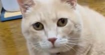 猫の『お気に入りのおもちゃ』で遊ぼうとしたら…『まさかの反応』に爆笑の声続出「何してんの？みたいな顔」「かわいいｗ」と３万いいね