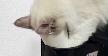 紙コップに顔を突っ込んで『遊んでいたネコ』→様子を見ていると…「すごいことになったｗ」「コントかよｗ」笑ってしまう展開に反響