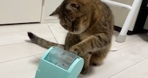 知育おもちゃを回して『おやつ』を食べていた猫→中身が『ごはん』になった結果…まさかの反応が14万再生「かしこかわいいｗ」「天才じゃん」
