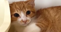 シャーシャーと威嚇がすごかった保護子猫たち→約２週間が経つと…まるで別猫のような"変化"に反響「変わり様に感激」「よかった」