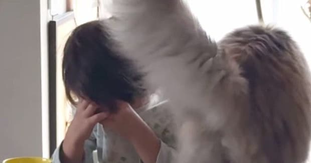 椅子に座って『泣いている息子』に……愛猫が見せた『優しい行動』に胸が熱くなると98万再生「ジーンときた」「きっと分かるんだろうね」