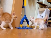 保護された子ネコたち→全力で遊んでいると思ったら、次の瞬間…尊すぎる『電池切れの光景』に「大暴れの可愛いモンスター」「かわゆす」と反響