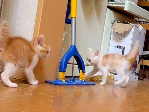 保護された子ネコたち→全力で遊んでいると思ったら、次の瞬間…尊すぎる『電池切れの光景』に「大暴れの可愛いモンスター」「かわゆす」と反響