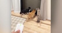 初めて見る『窓のシャッター』に興味津々なネコたち→動かしてみると……笑ってしまう反応が48万再生「大爆笑」「やりたくなるよねｗ」