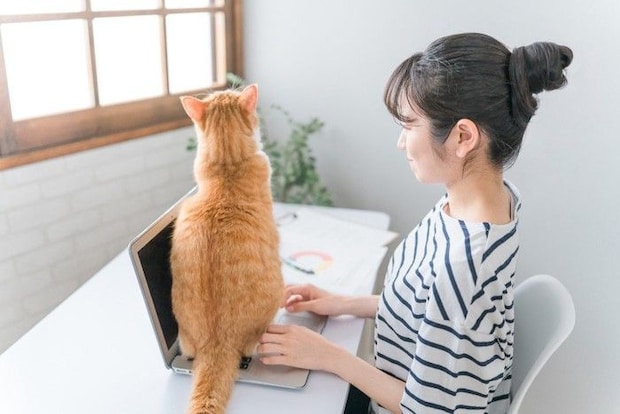 PC作業の邪魔をする猫