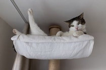 猫が『退屈だなあ』と感じているときのサイン4選　暇そうにしている愛猫を満足させる方法も