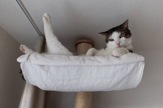 猫が『退屈だなあ』と感じているときのサイン4選　暇そうにしている愛猫を満足させる方法も