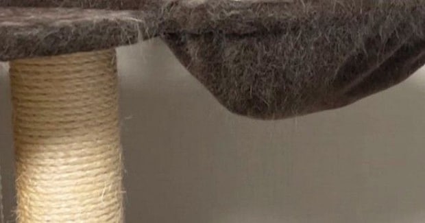 キャットタワーのハンモックを見たら、子猫が…まるでかくれんぼ中のような『尊すぎる光景』に１万いいね「かわちぃぃぃ」「一緒に遊びたい」