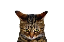 猫が耳を塞ぎたくなる『大嫌いな言葉』4つ　意味を理解しているの？嫌な思いをさせないためのコツも