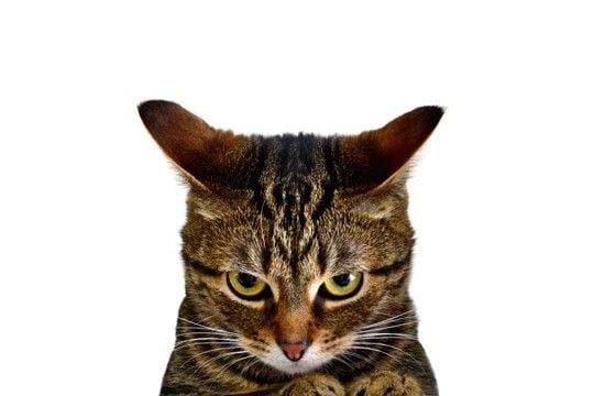 猫が耳を塞ぎたくなる『大嫌いな言葉』4つ　意味を理解しているの？嫌な思いをさせないためのコツも