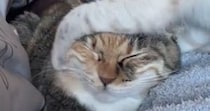 子猫にしつこく絡まれる先輩猫→『我慢の限界』に達した結果…衝撃の光景が89万再生「爆発してて笑ったｗ」「パワーがすごいｗ」と爆笑の声