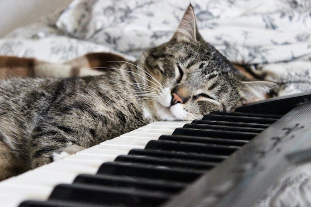 鍵盤に顔を載せて眠る猫