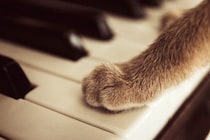 類まれな才能で聴く人を魅了し続けた、野良出身の「天才ピアニスト猫」　米国