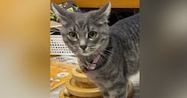 名前をお披露目することになった子猫→愛情いっぱいの『発表方法』が素敵だと２万いいね「愛が伝わってくる」「とっても可愛いねぇ」